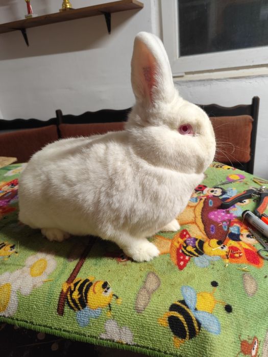 Femelă neozeelandez alb