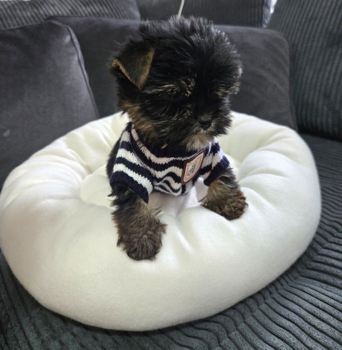 Йоркшерски териер ,Йорки мини