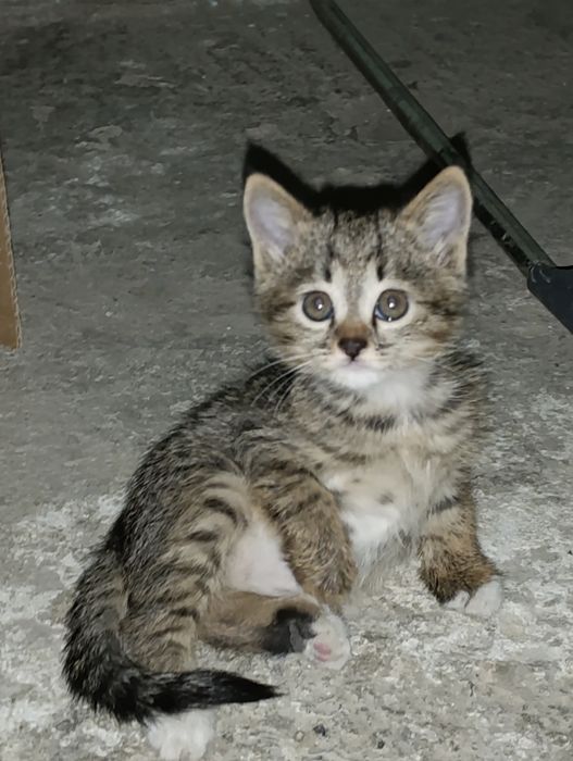 Котята в добрые руки, yaxshi qo'llarga beramiz