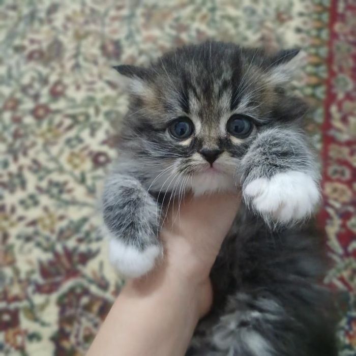 кошки МЕЙНКУН 1.5мес  девочка с документами