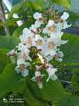 Vindem Catalpa bignonioides la ghivece 3 litri, 60 - 80 cm