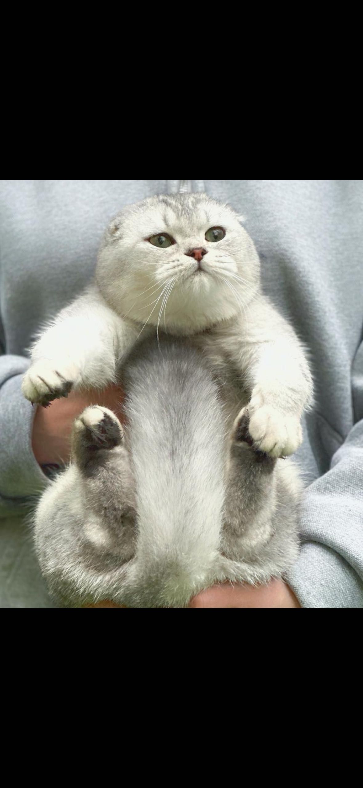 Scottish Fold котик
