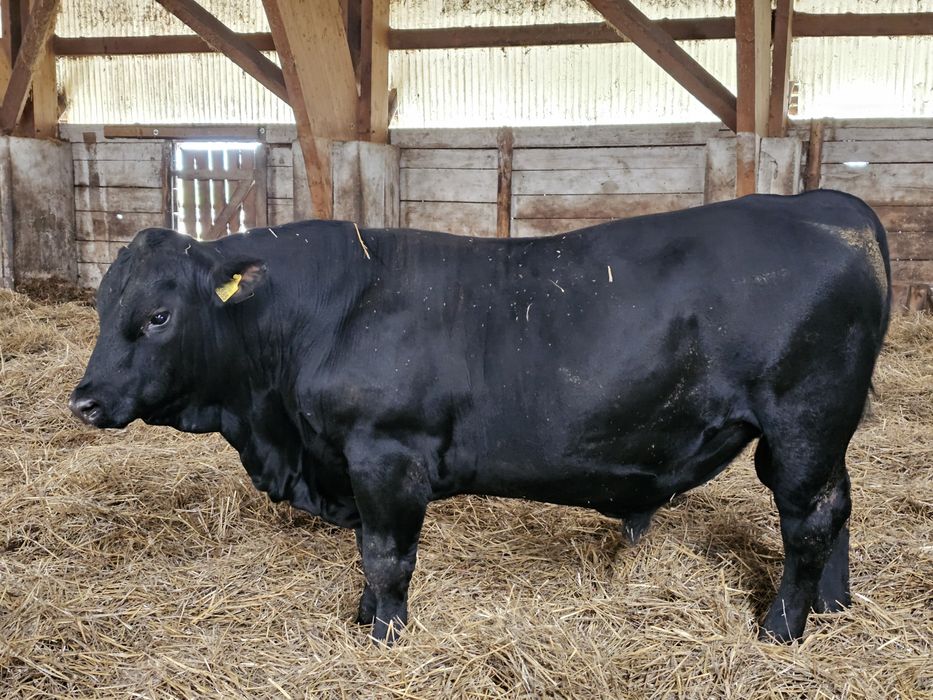 Aberdeen Angus Tauri reproducție/ Juninci/