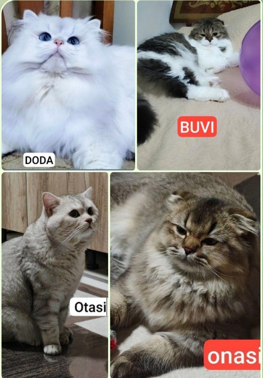 Toza zotli mushukchalar sotiladi