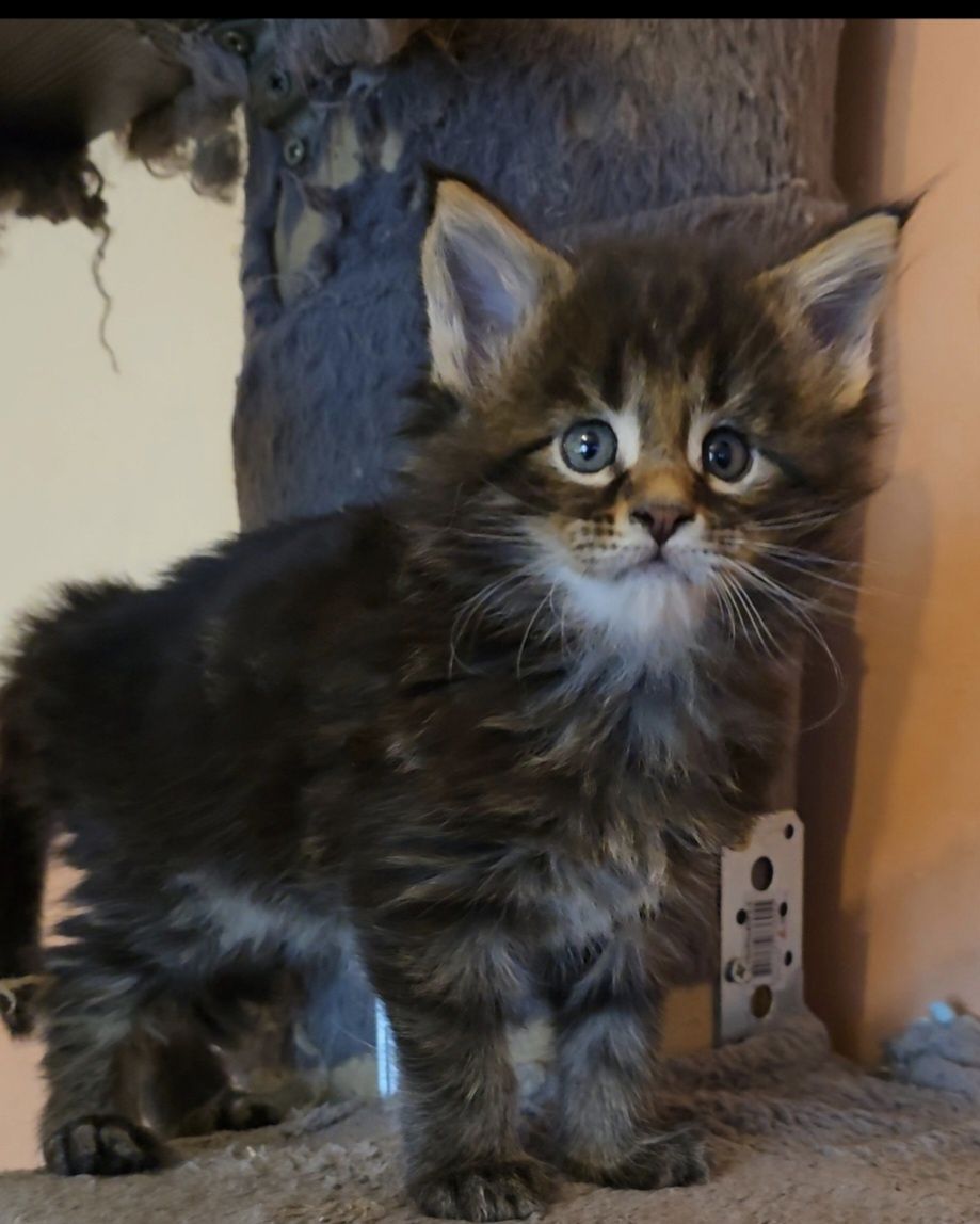 Уникални котенца мейн кун