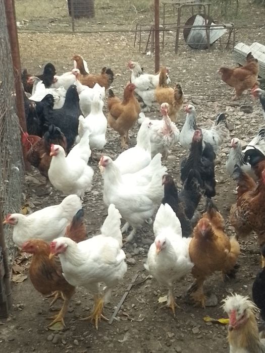 Găini de casă de vânzare