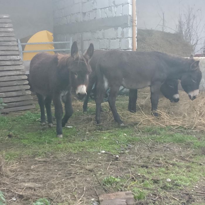 Vand 2 mărgărite și un magar