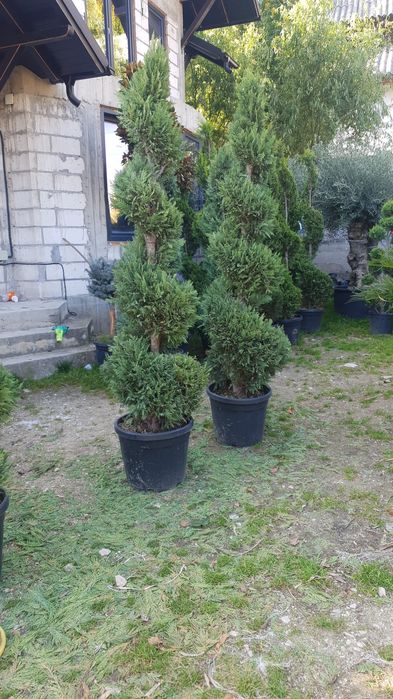 Pon pon spirală tuia smaragd