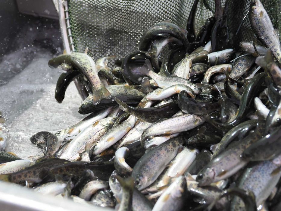 Icre embrionate pastrav curcubeu, Danemarca