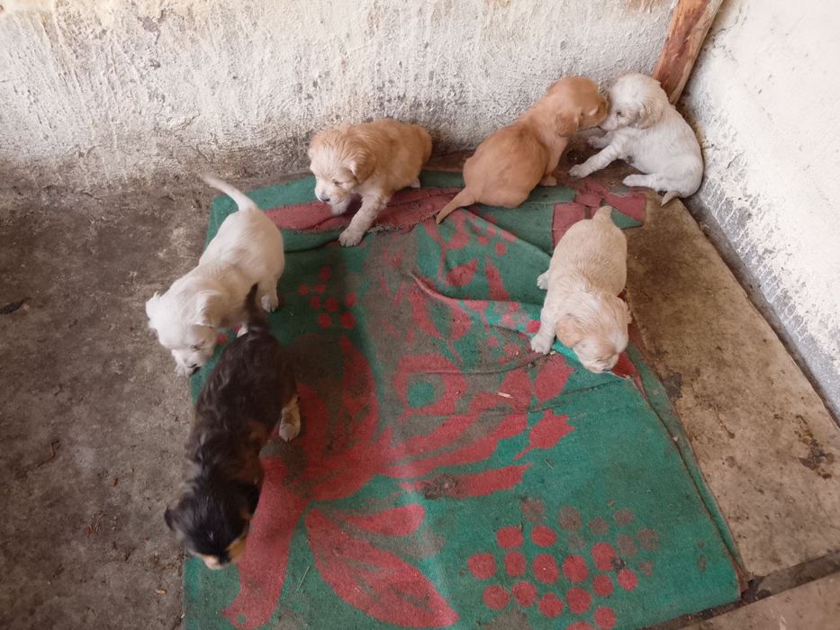 Продам щенят порода Кокель Спаниель