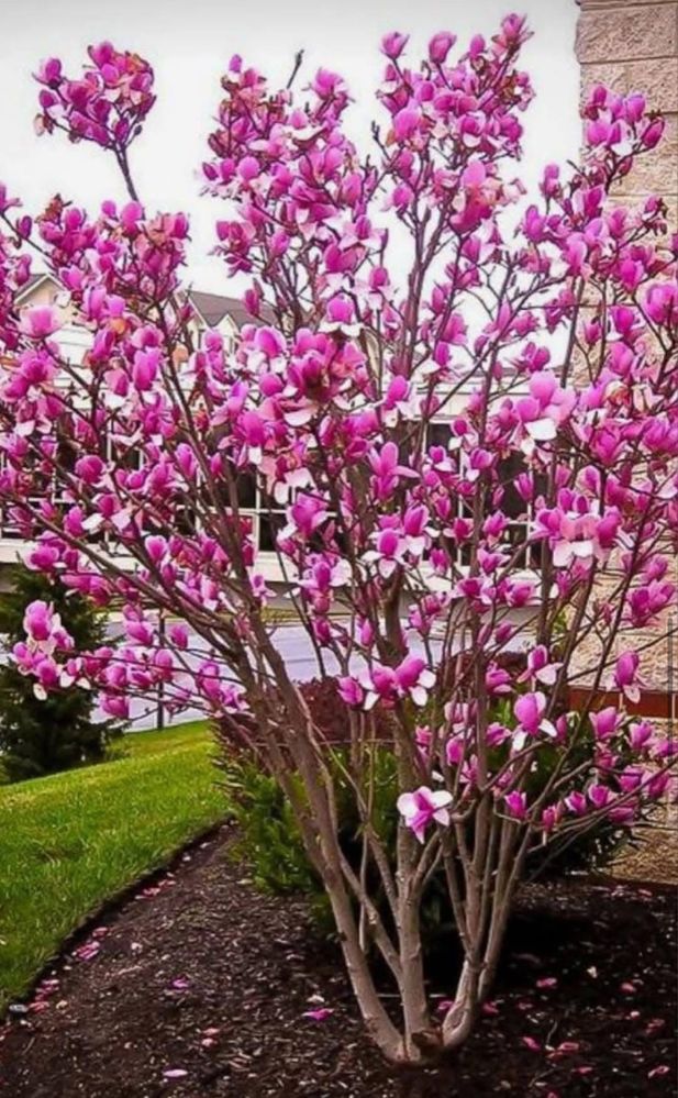 Magnolie.