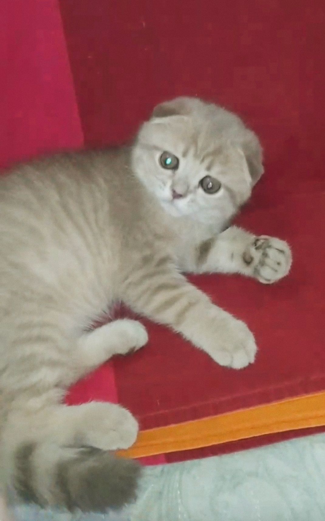 Продаётся мальчик скоттиш фолд лиловое золото