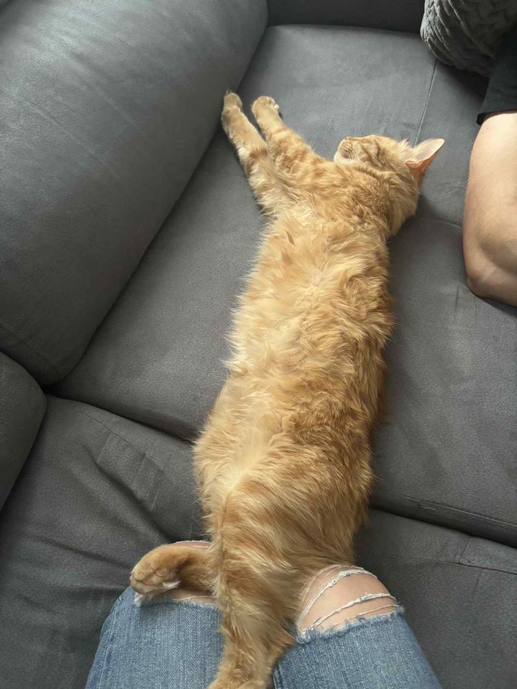 Подарявам Мъжки Котарак