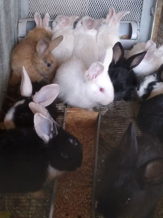 Куёнчалар тезда сотилади