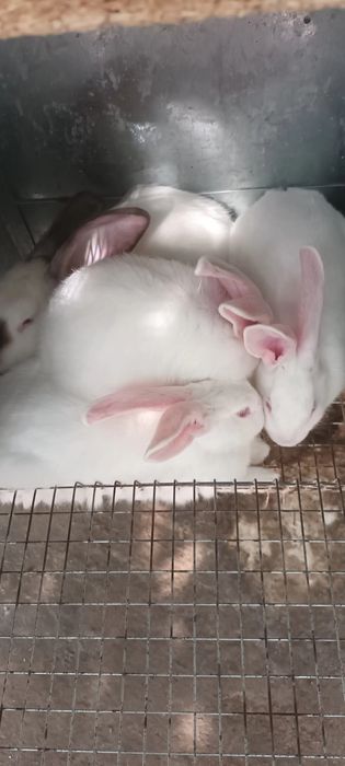 Куйон гошти заказга сойиб берамиз