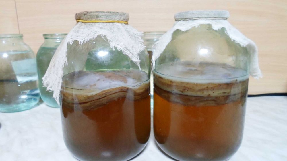 Чайный гриб - лекарство от многих болезней ЖКТ