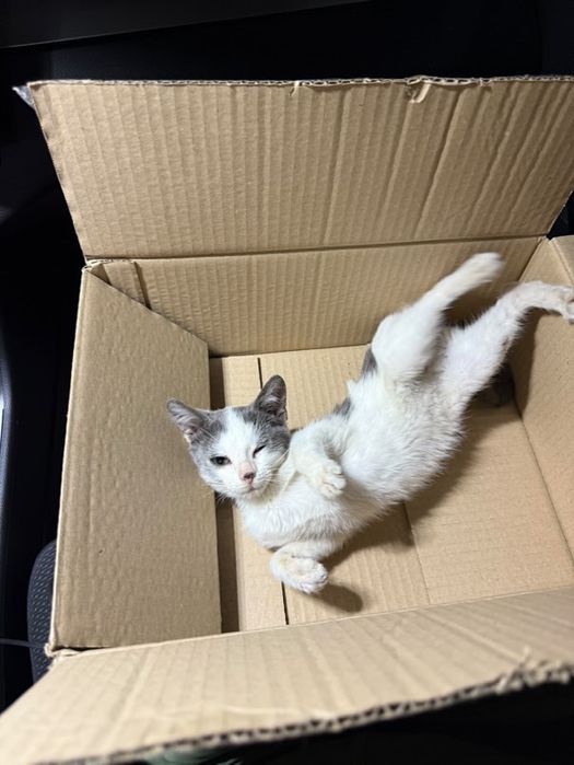 Малко мъжко коте търси дом или приемна грижа