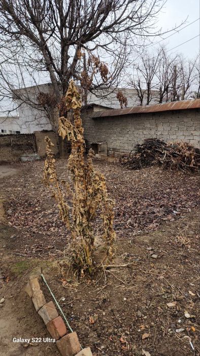 Продается земельный участок 7 соток. Мирза Улугбекский район Пилла