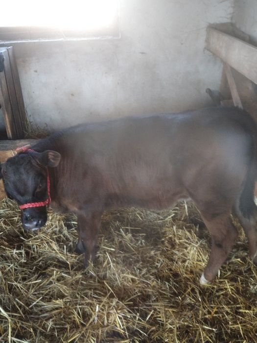 Vând vițea de 2 luni Angus.