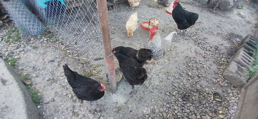Puicute si cocosi mixt Australorp si alte rase de casai