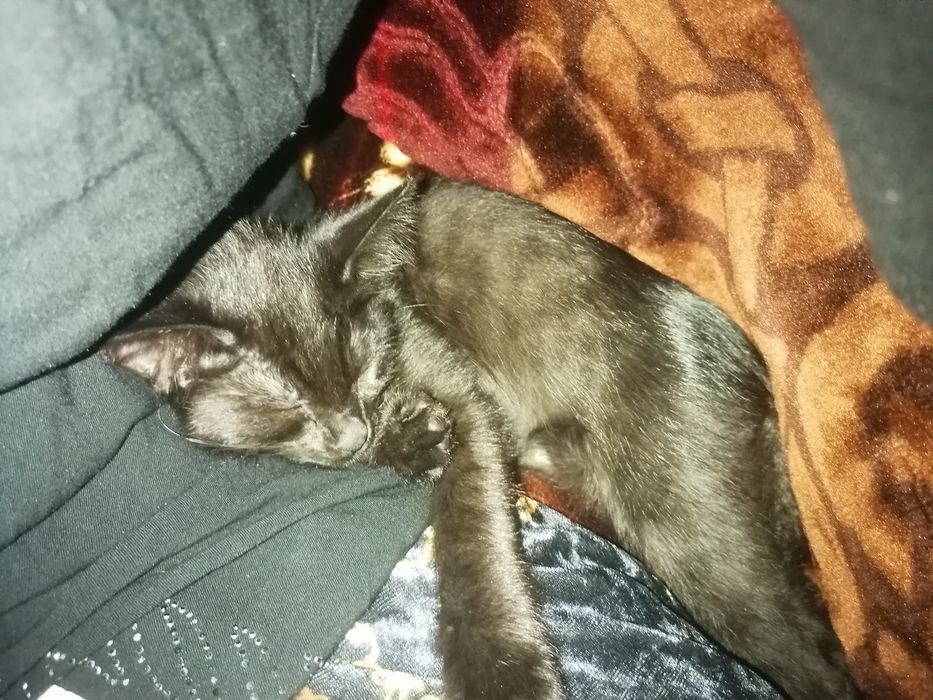 Мушук хадя клинади