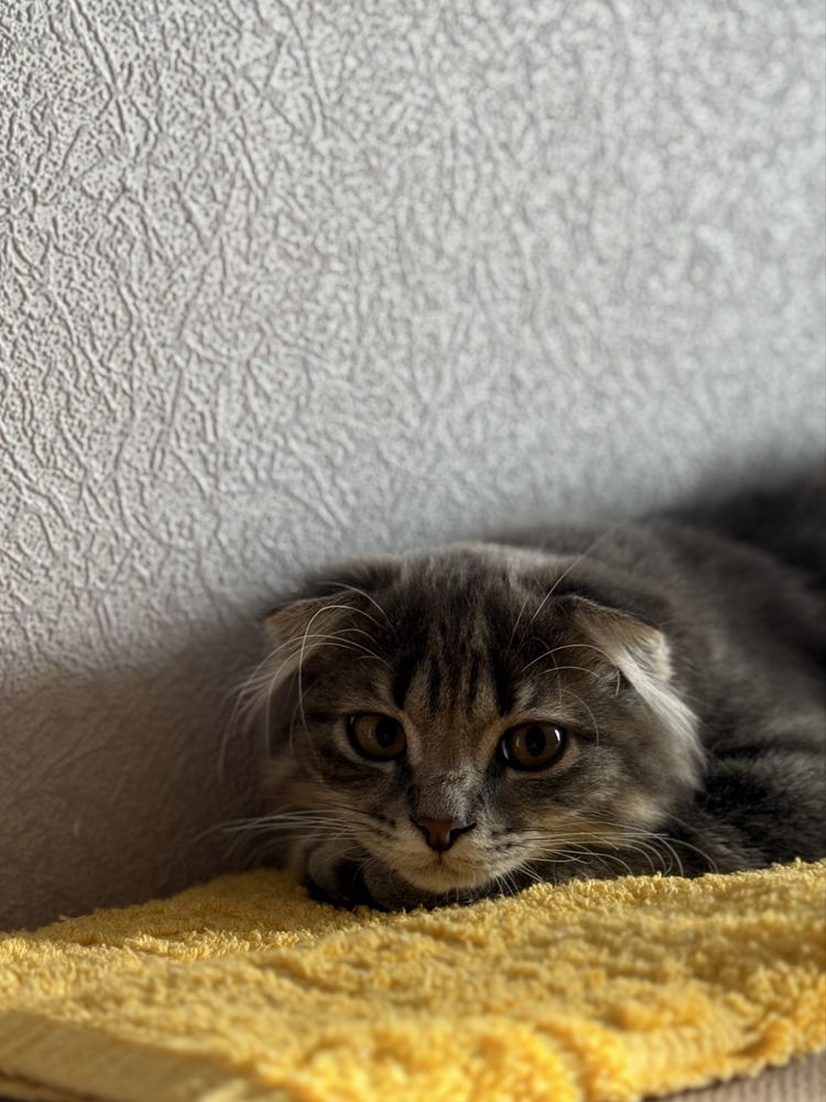 Кот вислоухий шотландский