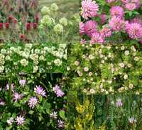 Trifoi alb, rosu, incarnat, suedez = seminte plante leguminoase