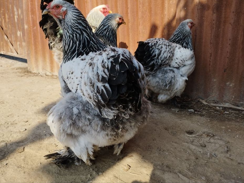 Bramalar ulgurji narxlarda donasi