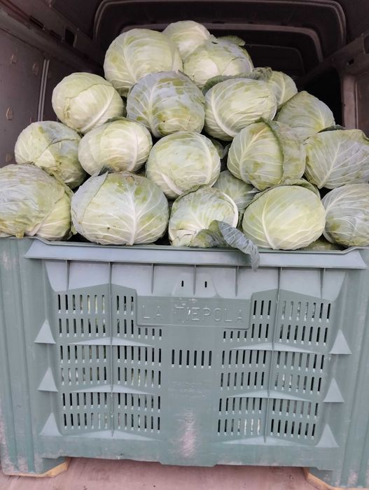 Продавам зеле на едро