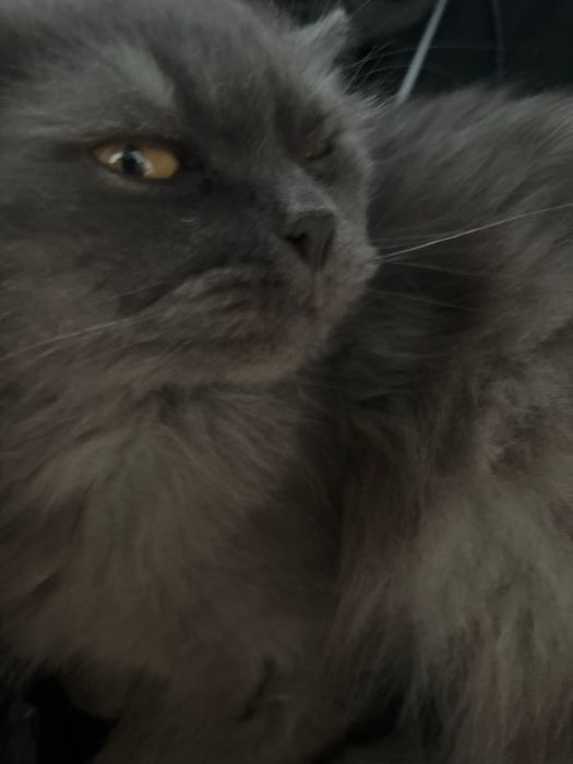 кот михайл ищет дом