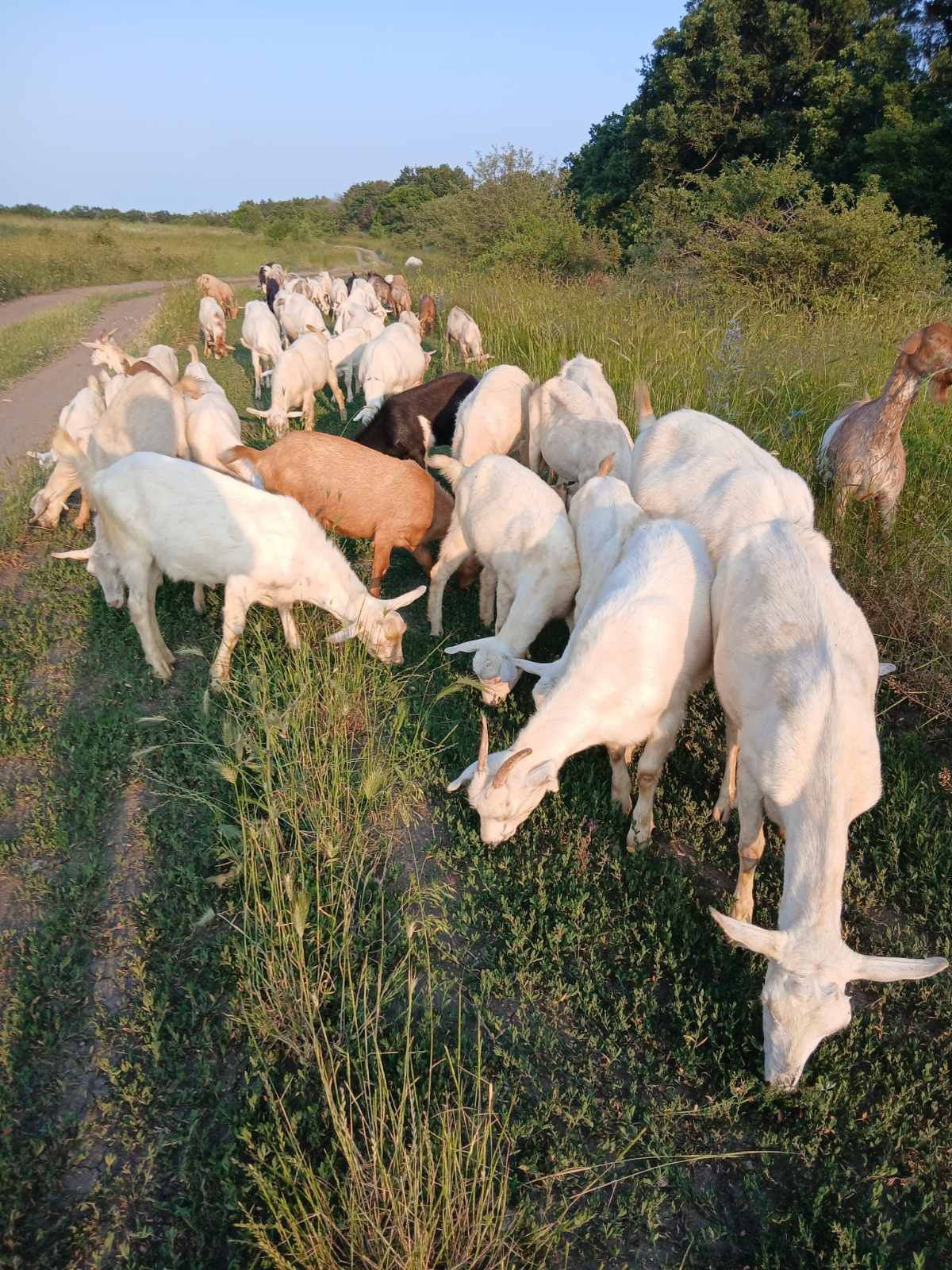 Продавам стадо кози