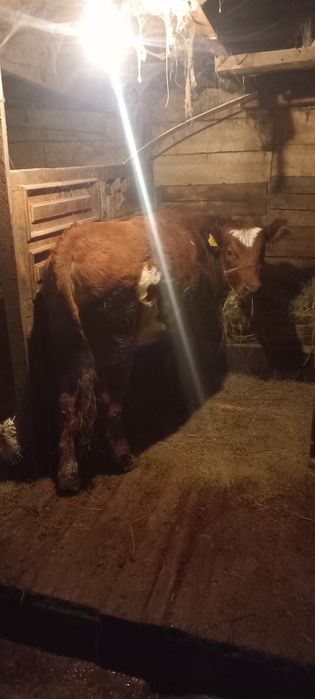 Тайынша сатамын ұрғашы