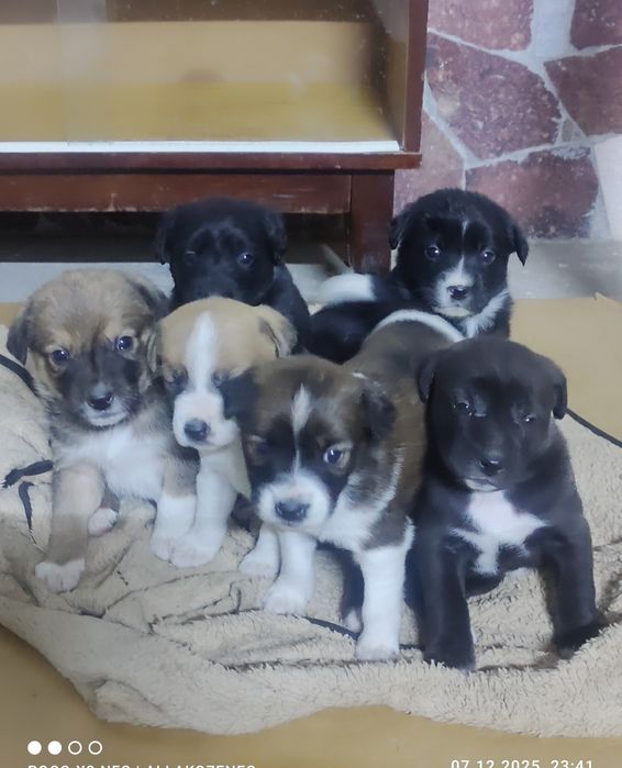 Щенки в добрые руки