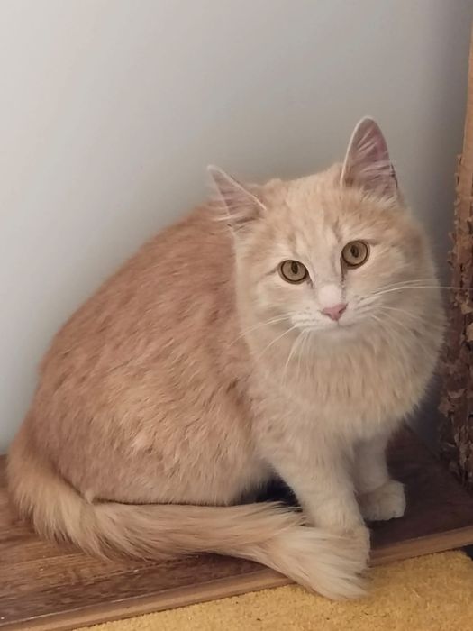 Девочка в добрые руки. С ненавязчивым отслеживанием.