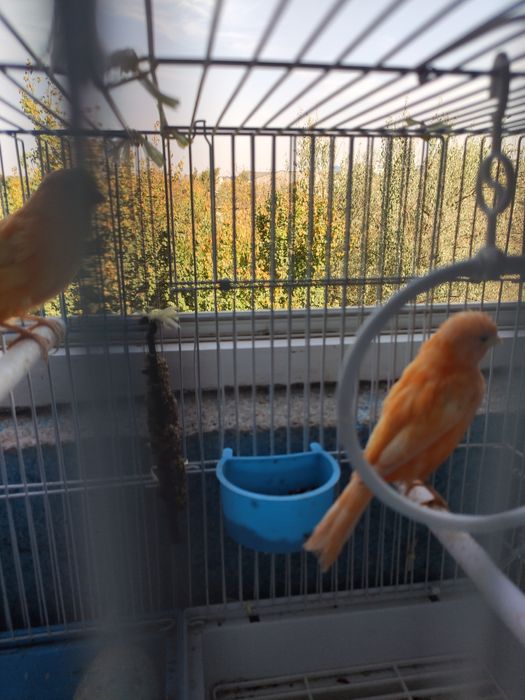 Moda kanareka sotiladi