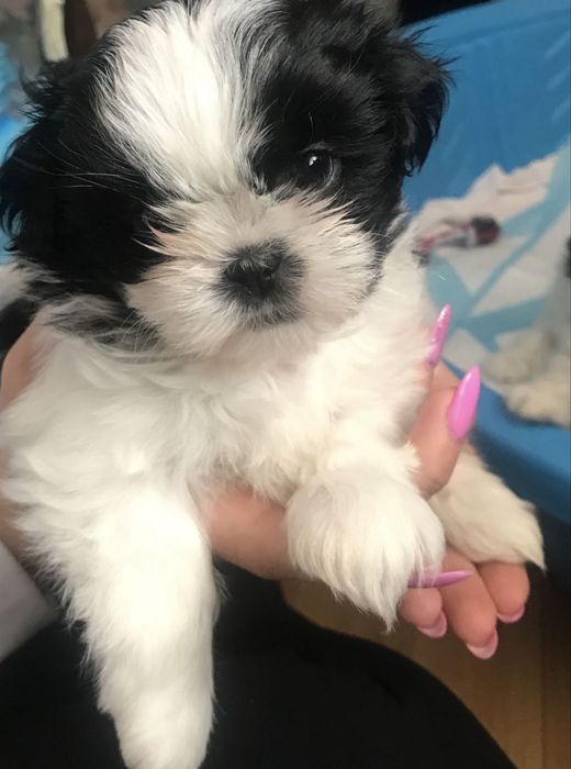 Bichon havanez 700 lei