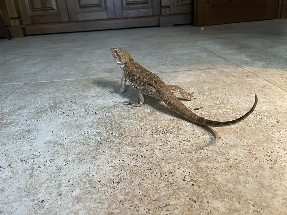 Agama cu barba adult