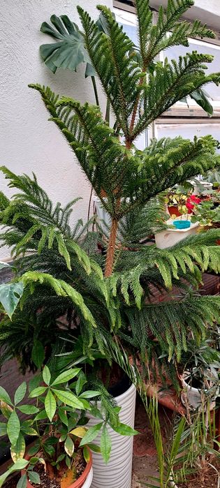 Араукария высота 1 метр 50 см без горшка очень обьемная и пышная домаш