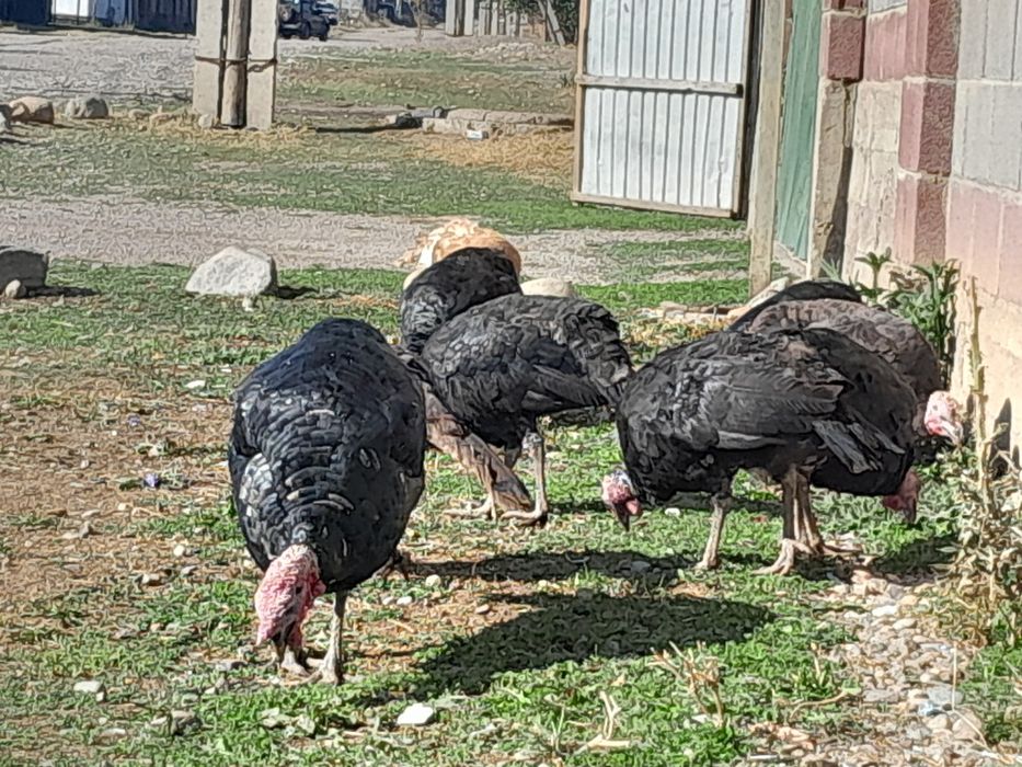 Ундуктер сатылады.