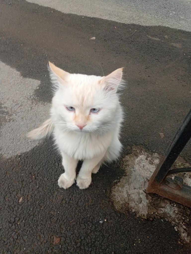 Срочно нужен дом котику