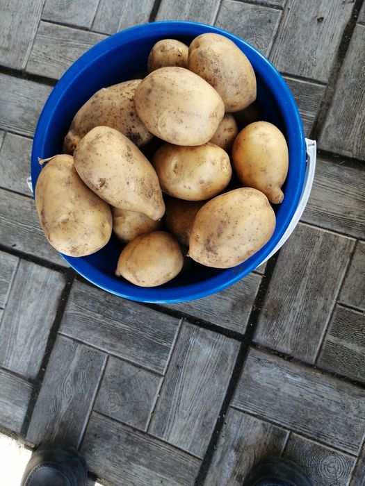 Картошка домашняя