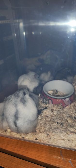 Donez hamsterii pitici