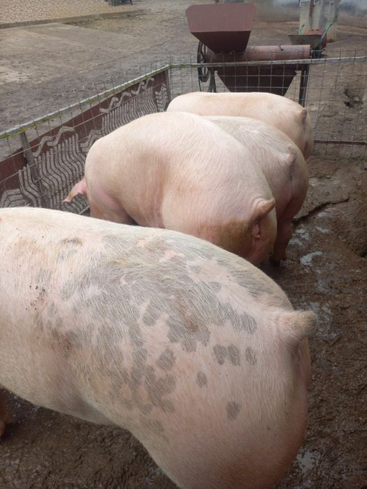 Viței Belgieni de calitate