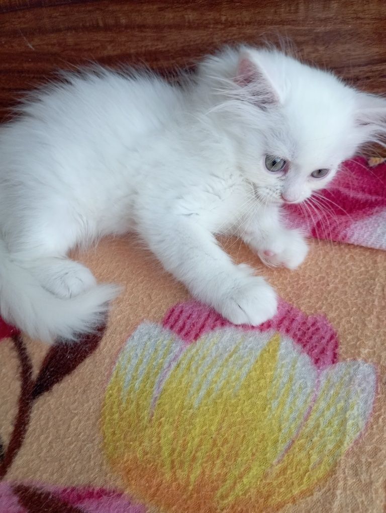 Котёнок мальчик 2 мес.