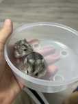 Donez doi pui de hamster masculi