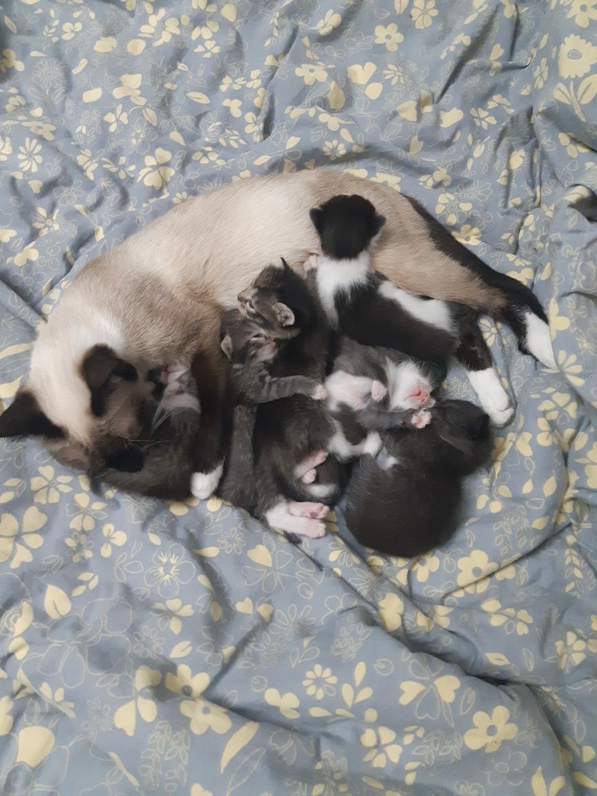 Ищем дом котятам