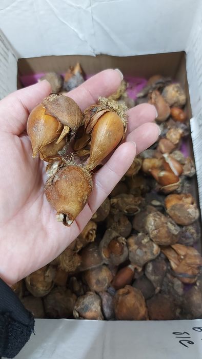 Луковицы тюльпанов