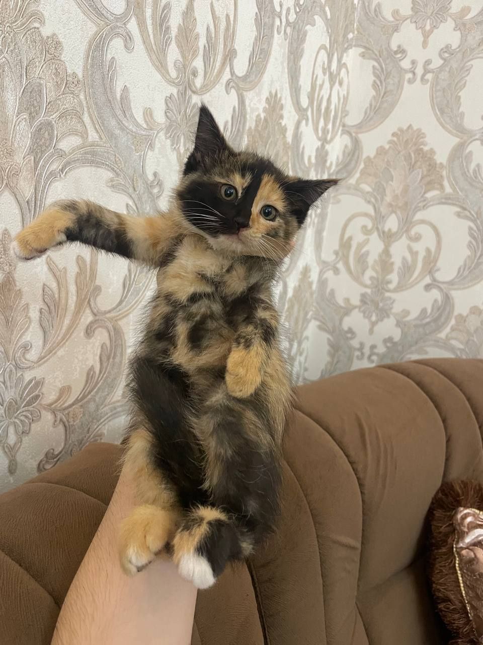 Продаются котята