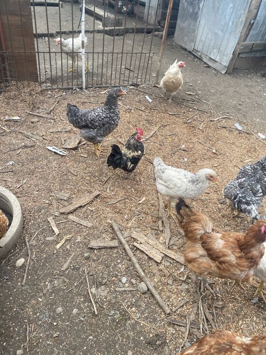 Rățoi romanesti si gaini pitici