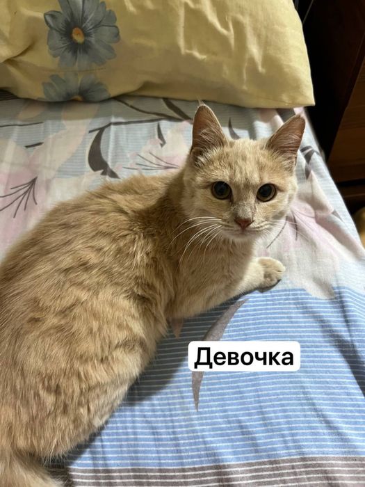 Котята 6 месяцев
